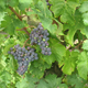 Illustration for article titled How Did An Extinct French Wine Grape End Up In Chile?